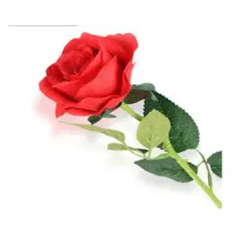 Occasion Red Rose